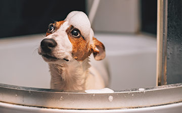 A Jack Russel terrier in a bathtub with soap bubbles on its head
