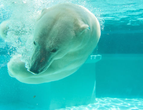 Polar bear underwater at the Lincoln Park Zoo
